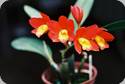 Potinara C.T. Goldenorange 'Golden Boy'